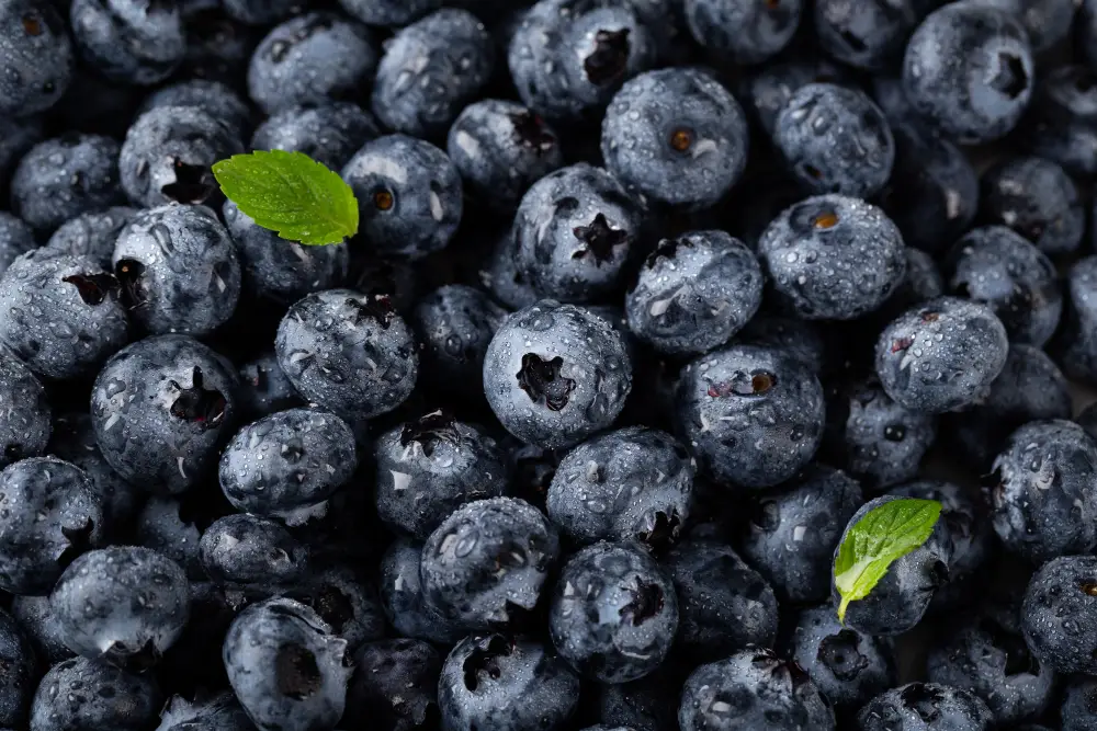 manfaat blueberry bagi kesehatan