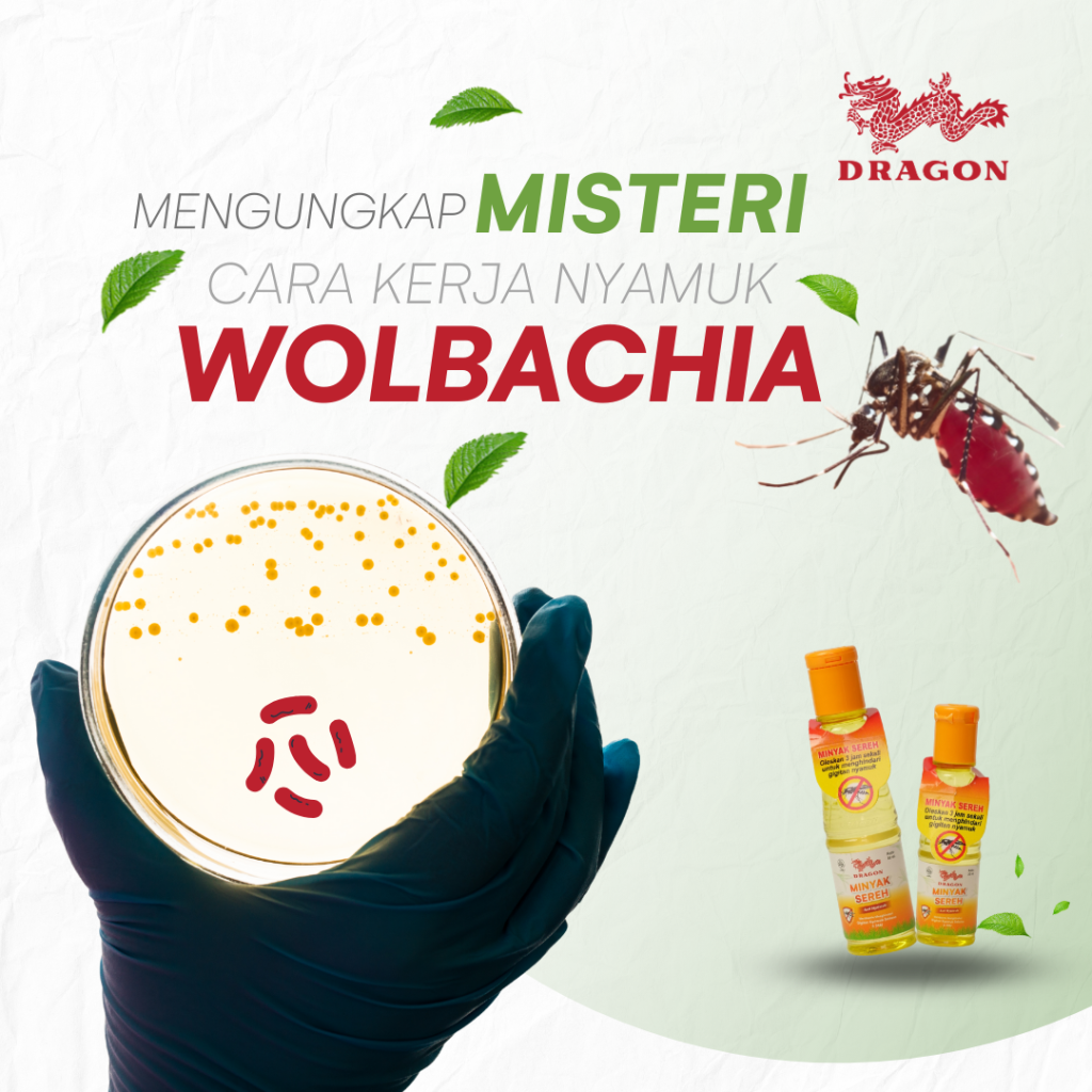 cara kerja nyamuk wolbachia